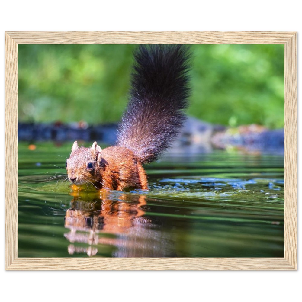 Red Squirrel sun lit in water - Fine art Wooden Framed Poster