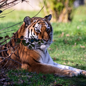 Wildlife Photography